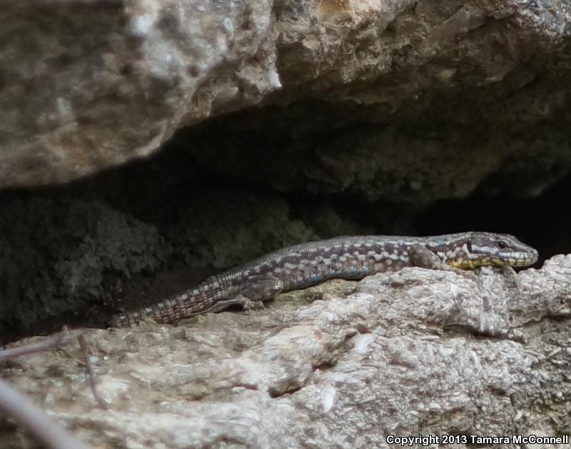 Common Wall Lizard (Podarcis muralis)