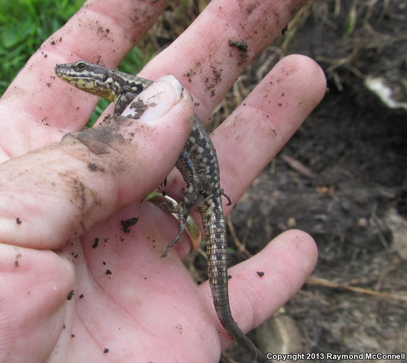 Common Wall Lizard (Podarcis muralis)