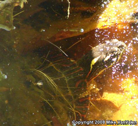 Eastern Painted Turtle (Chrysemys picta picta)