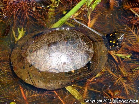 Spotted Turtle (Clemmys guttata)