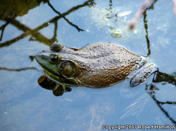 American Bullfrog (Lithobates catesbeianus)