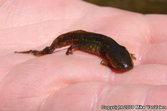 Marbled Salamander (Ambystoma opacum)