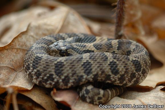 Eastern Hog-nosed Snake (Heterodon platirhinos)