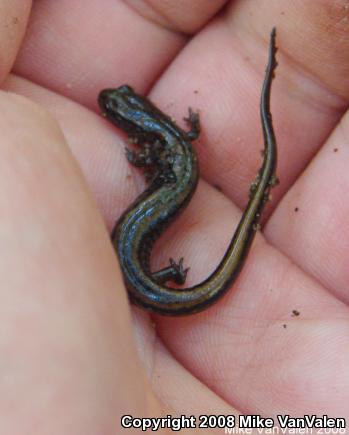 Northern Two-lined Salamander (Eurycea bislineata)