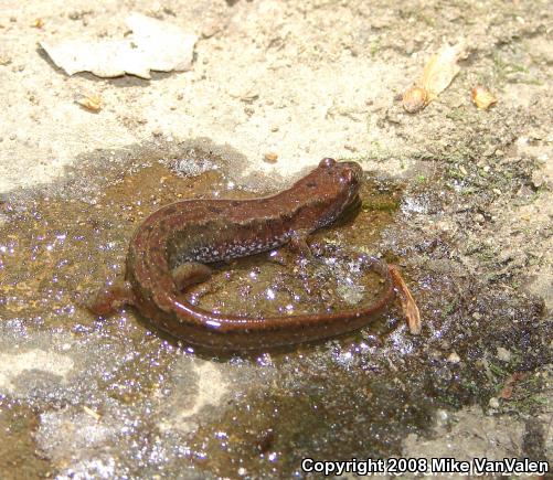 Northern Dusky Salamander (Desmognathus fuscus)