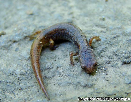 Four-toed Salamander (Hemidactylium scutatum)