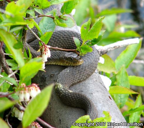 Northern Watersnake (Nerodia sipedon sipedon)