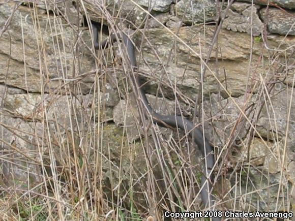 Northern  Black Racer (Coluber constrictor constrictor)