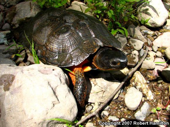 Wood Turtle (Glyptemys insculpta)