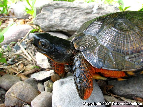 Wood Turtle (Glyptemys insculpta)