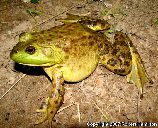 American Bullfrog (Lithobates catesbeianus)