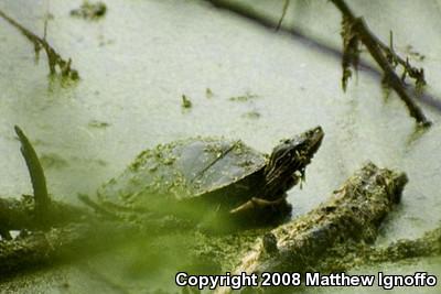 Northern Map Turtle (Graptemys geographica)