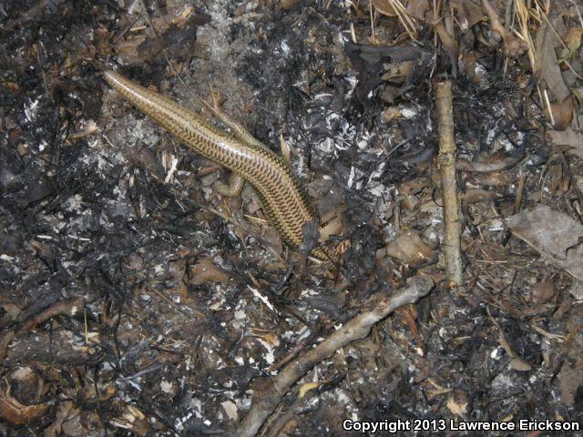 Variegated Skink (Plestiodon gilberti cancellosus)