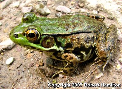 Northern Green Frog (Lithobates clamitans melanota)