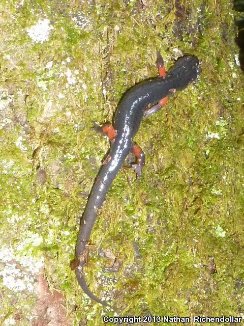 Red-legged Salamander (Plethodon shermani)