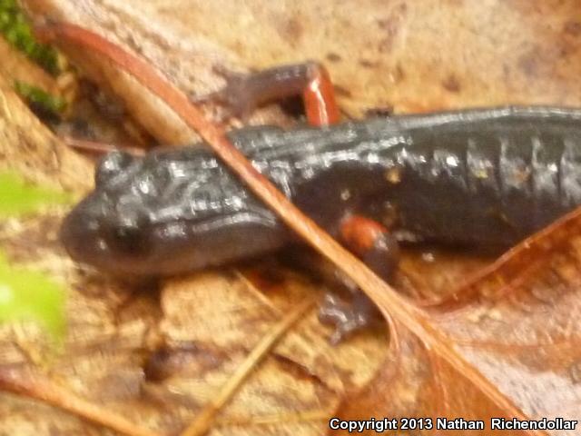 Red-legged Salamander (Plethodon shermani)