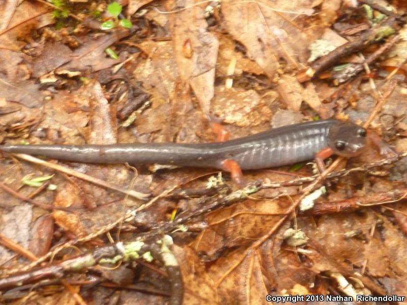 Red-legged Salamander (Plethodon shermani)