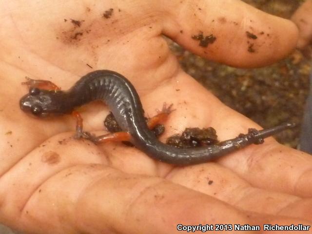 Red-legged Salamander (Plethodon shermani)