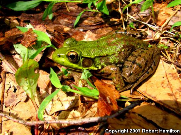 Northern Green Frog (Lithobates clamitans melanota)