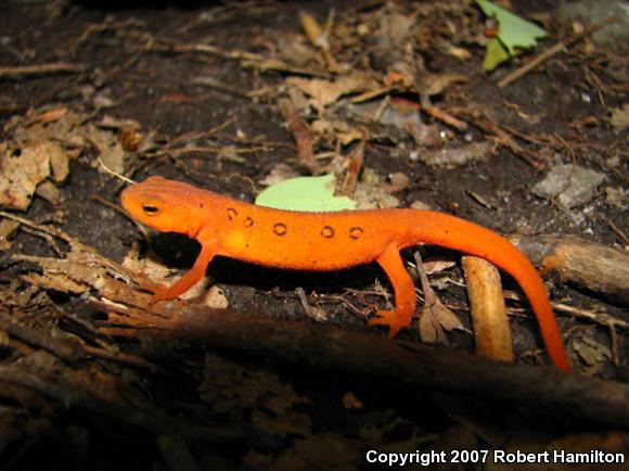 Red-Spotted Newt (Notophthalmus viridescens viridescens)