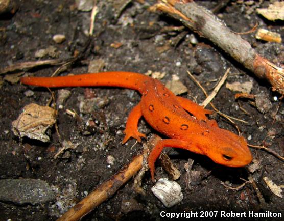 Red-Spotted Newt (Notophthalmus viridescens viridescens)