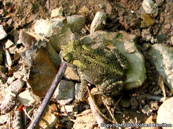 Eastern American Toad (Anaxyrus americanus americanus)