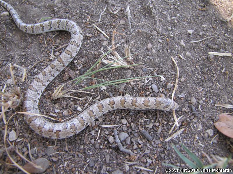 Chihuahuan Hook-nosed Snake (Gyalopion canum)