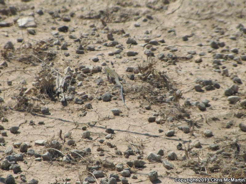 Trans-Pecos Striped Whiptail (Aspidoscelis inornata heptagramma)