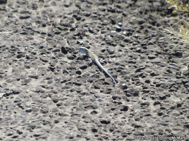 Trans-Pecos Striped Whiptail (Aspidoscelis inornata heptagramma)