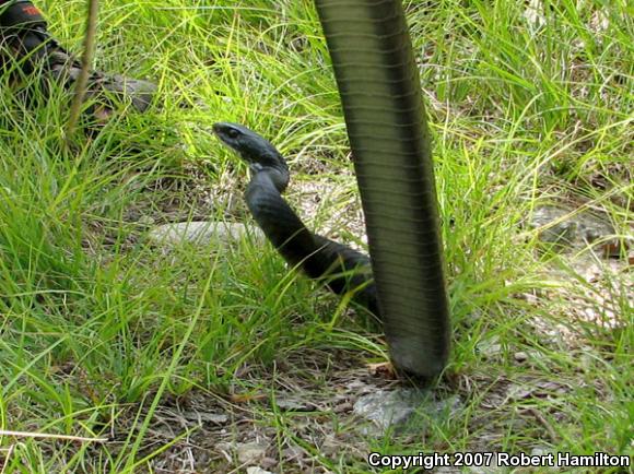 Northern  Black Racer (Coluber constrictor constrictor)