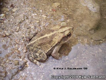 Southern Gulf Coast Toad (Ollotis valliceps)