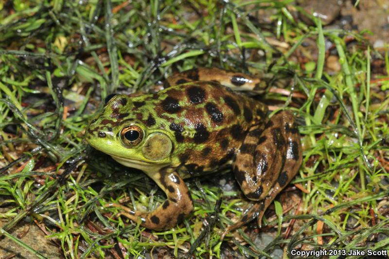 Mink Frog (Lithobates septentrionalis)