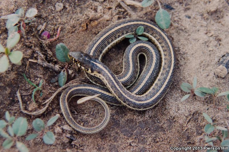 Brown Gartersnake (Thamnophis eques megalops)