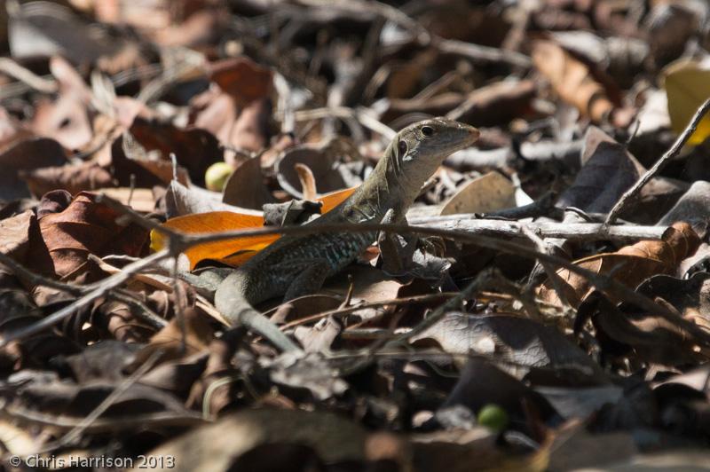 Ameivas (Ameiva)