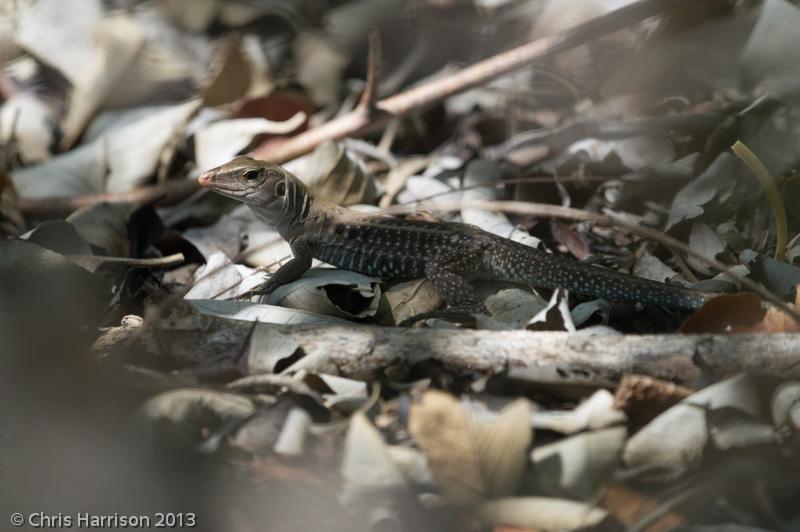 Ameivas (Ameiva)