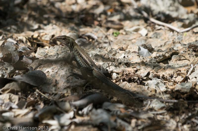 Ameivas (Ameiva)