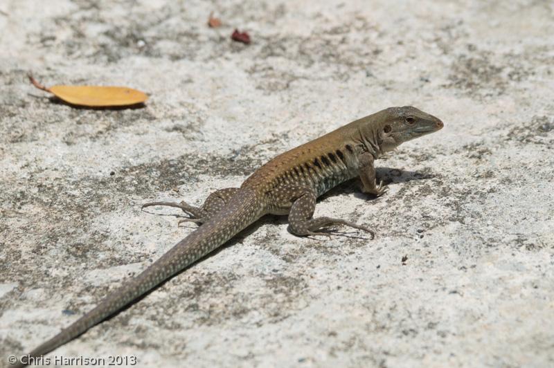 Ameivas (Ameiva)