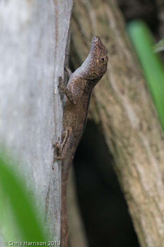 Puerto Rican Crested Anole (Anolis cristatellus cristatellus)