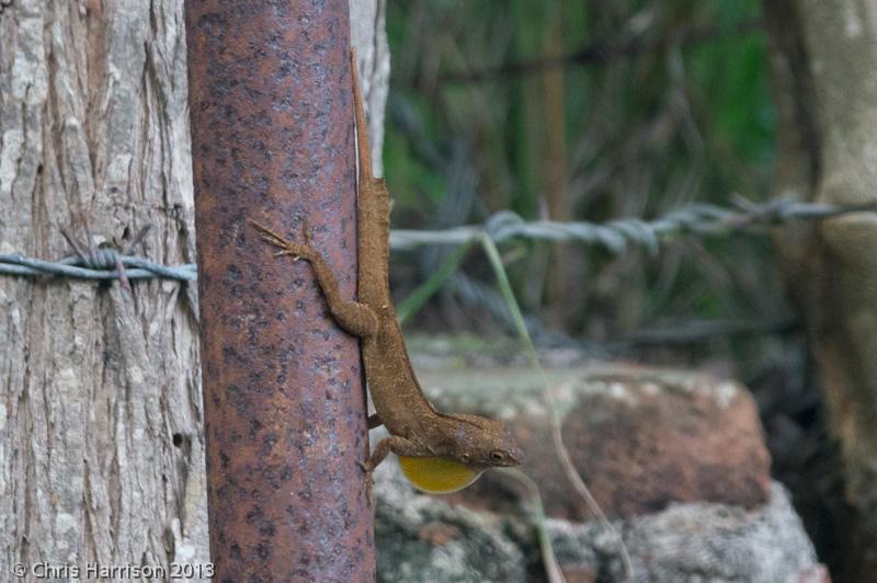 Puerto Rican Crested Anole (Anolis cristatellus cristatellus)