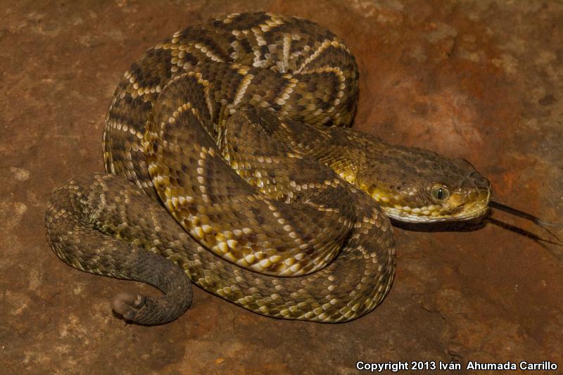 Mexican West Coast Rattlesnake (Crotalus basiliscus)
