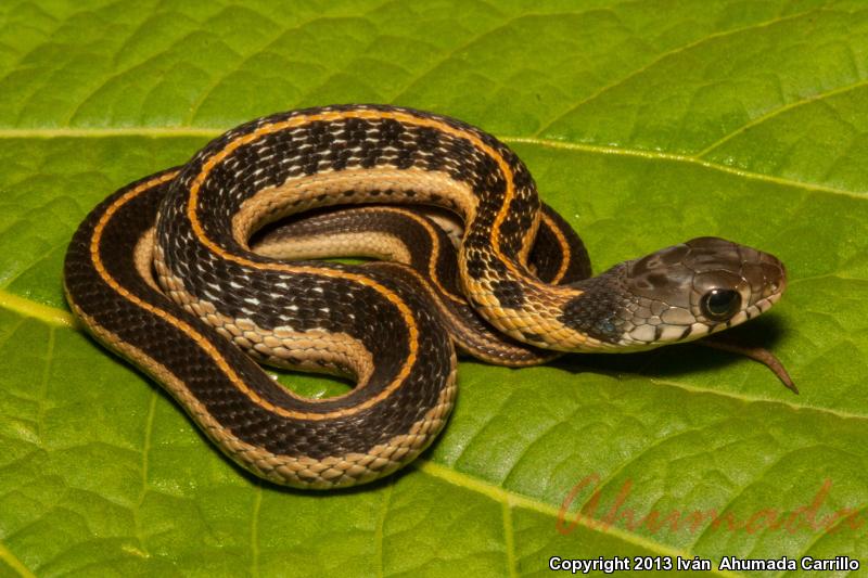 Tropical Black-necked Gartersnake (Thamnophis cyrtopsis collaris)