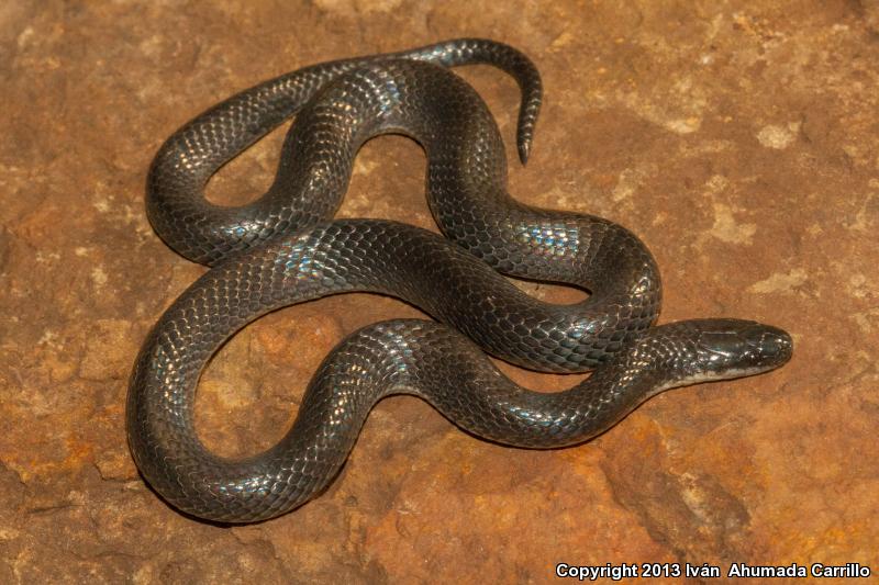 Dugès's Earth Snake (Geophis dugesii)