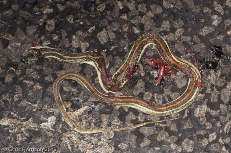 Red-striped Ribbonsnake (Thamnophis proximus rubrilineatus)