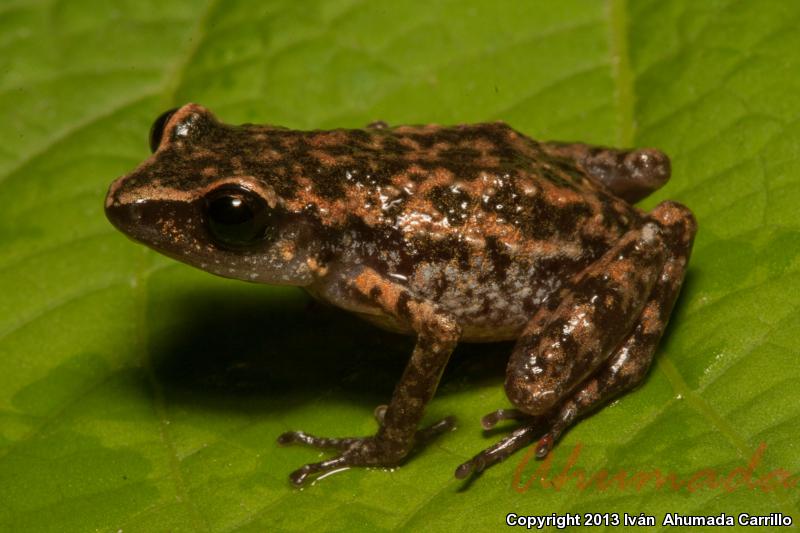 Whistling Frog (Eleutherodactylus terestes)