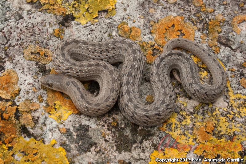 Spotted Tolucan Earthsnake (Conopsis acutus)