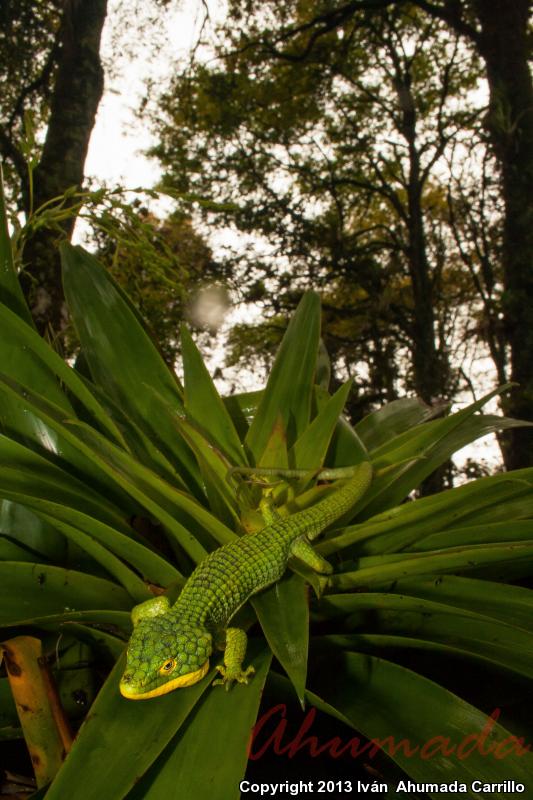 Sierra De Tehuacan Arboreal Alligator Lizard (Abronia graminea)