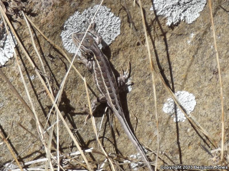 Slevin's Bunchgrass Lizard (Sceloporus slevini)