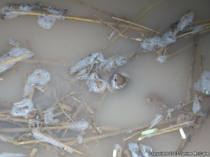 Mazatlan Narrow-mouthed Toad (Gastrophryne olivacea mazatlanensis)