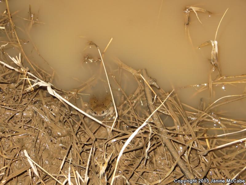 Mazatlan Narrow-mouthed Toad (Gastrophryne olivacea mazatlanensis)