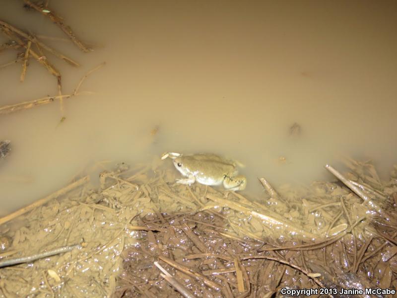 Mazatlan Narrow-mouthed Toad (Gastrophryne olivacea mazatlanensis)